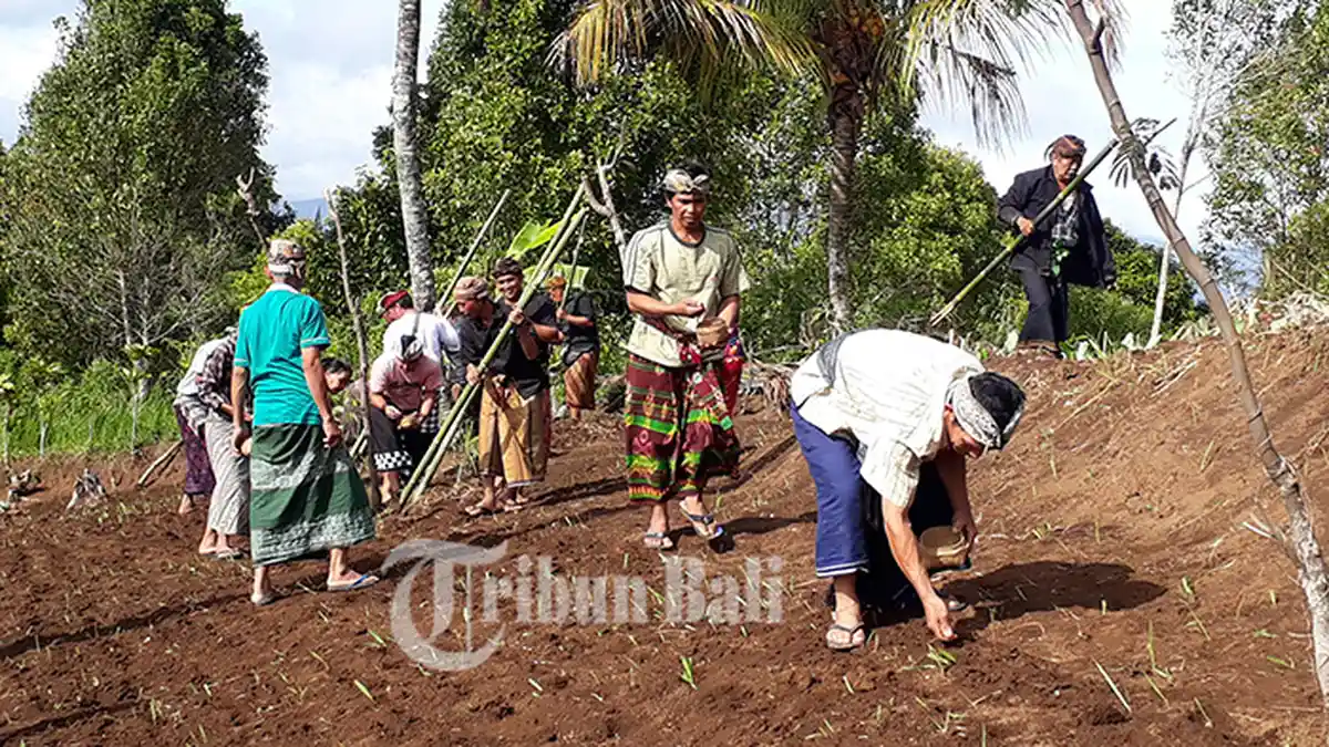Warga di Desa Pedawa Buleleng Kembali Gelar Ritual 'Ngaga' Setelah Mati Suri 47 Tahun