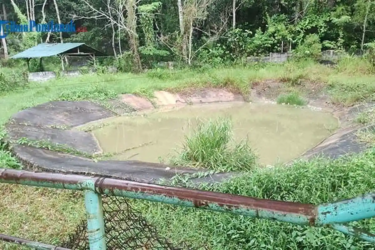 Kronologi Lengkap! Pengunjung Kebun Binatang Sinka Zoo Singkawang Diterkam dan Bergumul dengan Buaya