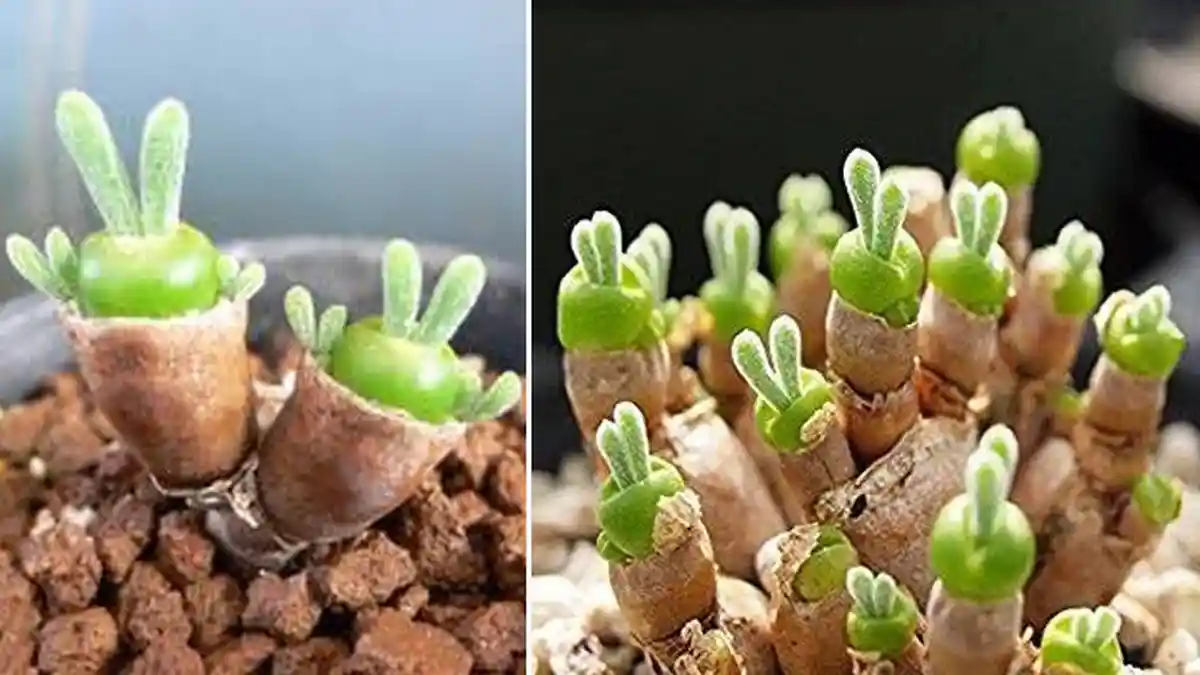 Viral! Tanaman Unik Ini Sedang Diburu dan Diminati di Jepang, Coba Lihat Bentuknya Deh!