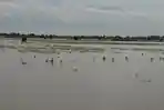 5.301 Hektare Sawah di Bekasi Terendam Banjir, Petani Terancam Puso