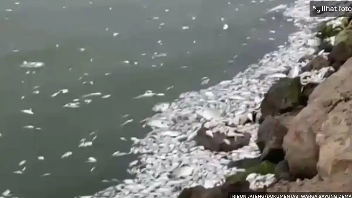 VIRAL Ribuan Ikan Mati Mengambang di Pinggir Laut Selama 3 Hari, DLH Bantah Akibat Pembangunan Tol