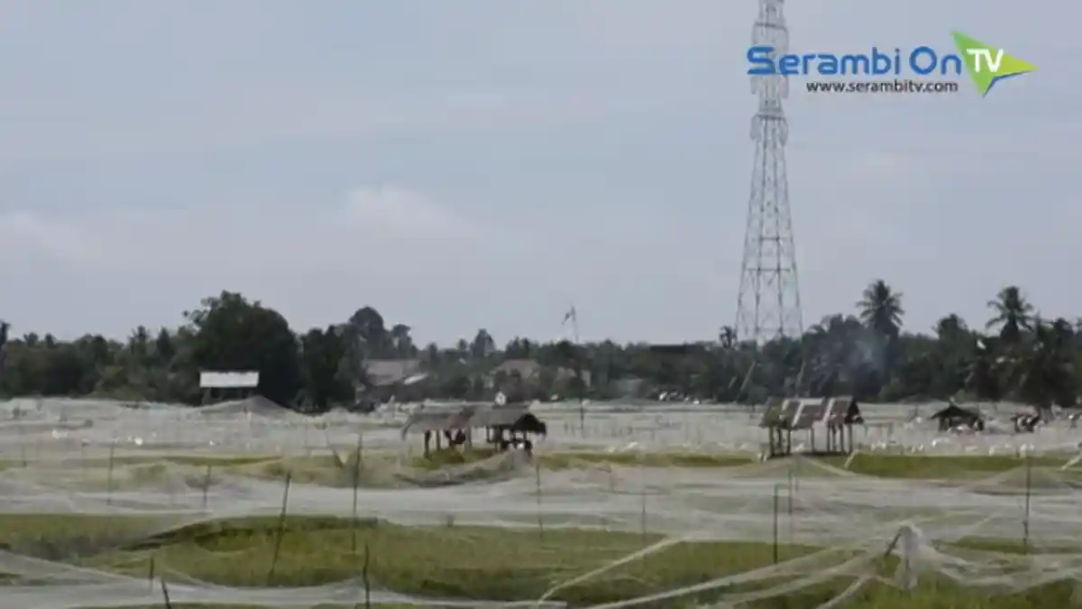 7 Ribu Hektare Sawah di Nagan Raya tak Bisa Digarap, Ini Solusinya