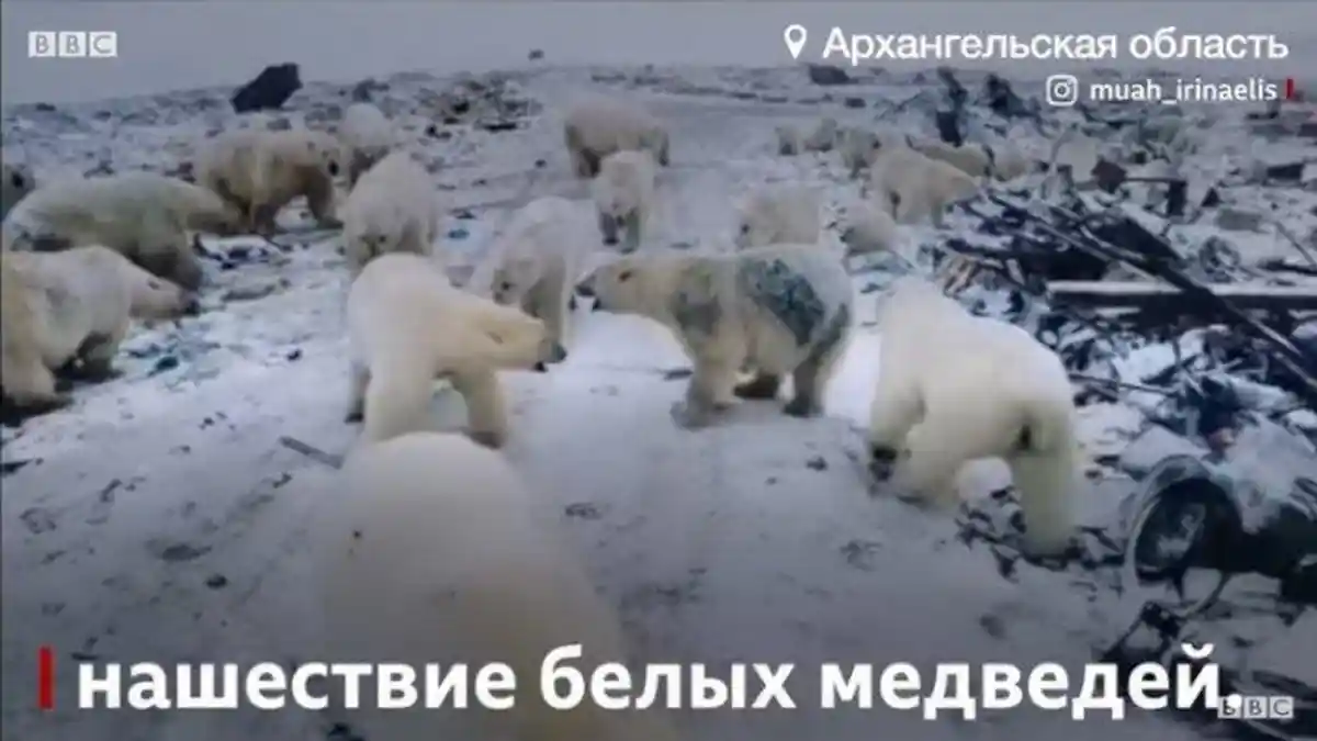 Sebuah Pulau di Rusia Diserbu dengan Sekelompok Beruang Kutub yang Putus Asa