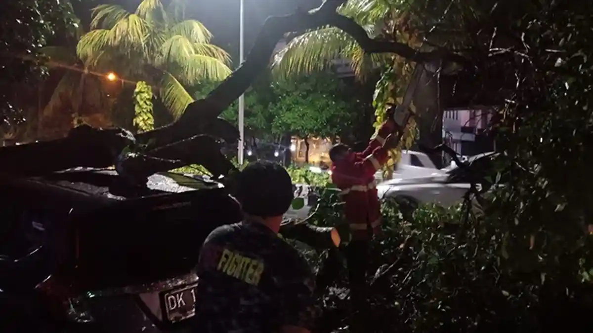 3 Pohon Tumbang di Denpasar Saat Hujan Jumat Malam, Satu Orang Tertimpa