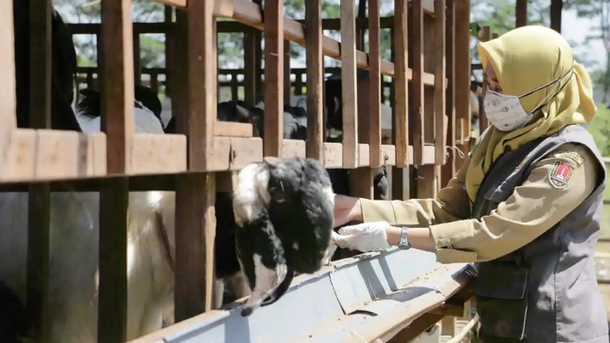 Harga Kambing dan Sapi di Semarang, Meski Penjualan Drop Pedagang Ogah Banting Harga