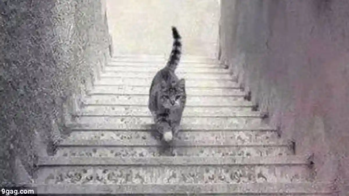 Ternyata Membelai Kucing dari Atas Membuat Kucing Menjadi Galak