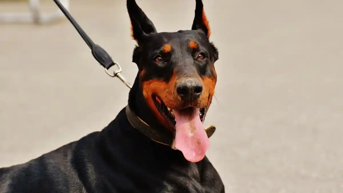 Cuma dari Bau Kaus Kaki, Ilmuwan Latih Anjing untuk Deteksi Malaria