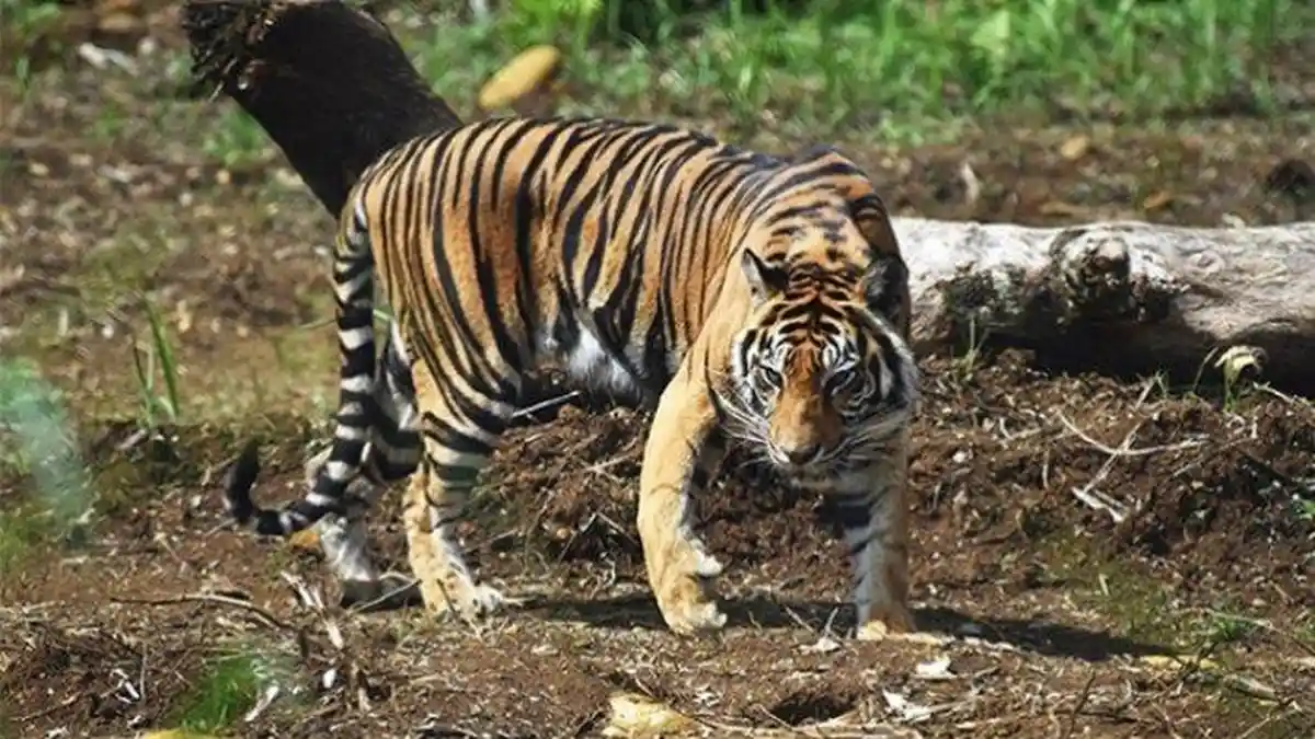 15 Arti Mimpi Harimau, Menandakan Anda Berada Dalam Perselisihan dengan Atasan