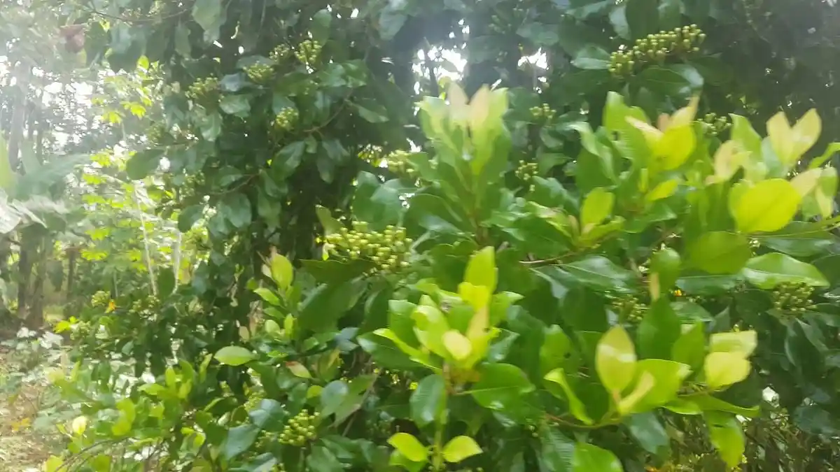Kebun Cengkeh di Lampung Terkontaminasi Cesium-137, BAPETEN: Tingkat Paparannya Rendah