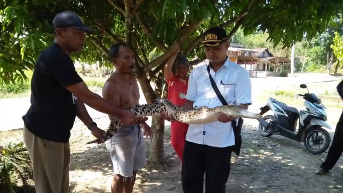 Buaya 2 Meter Masuk Jaring Warga di Sungai Besitang, Camat Ingatkan Mungkin Ada Induknya
