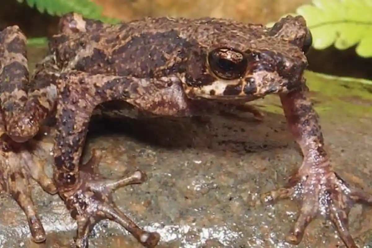 Sigale Gale Genus Katak Baru ini Ditemukan di Gunung Kunyit Jambi, Apa Keistimewannya?