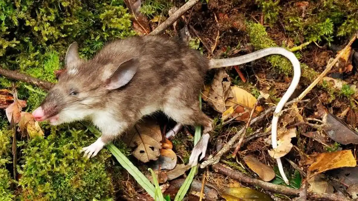 Mengejar Tikus Hidung Babi dari Gunung Sojol hingga Dako