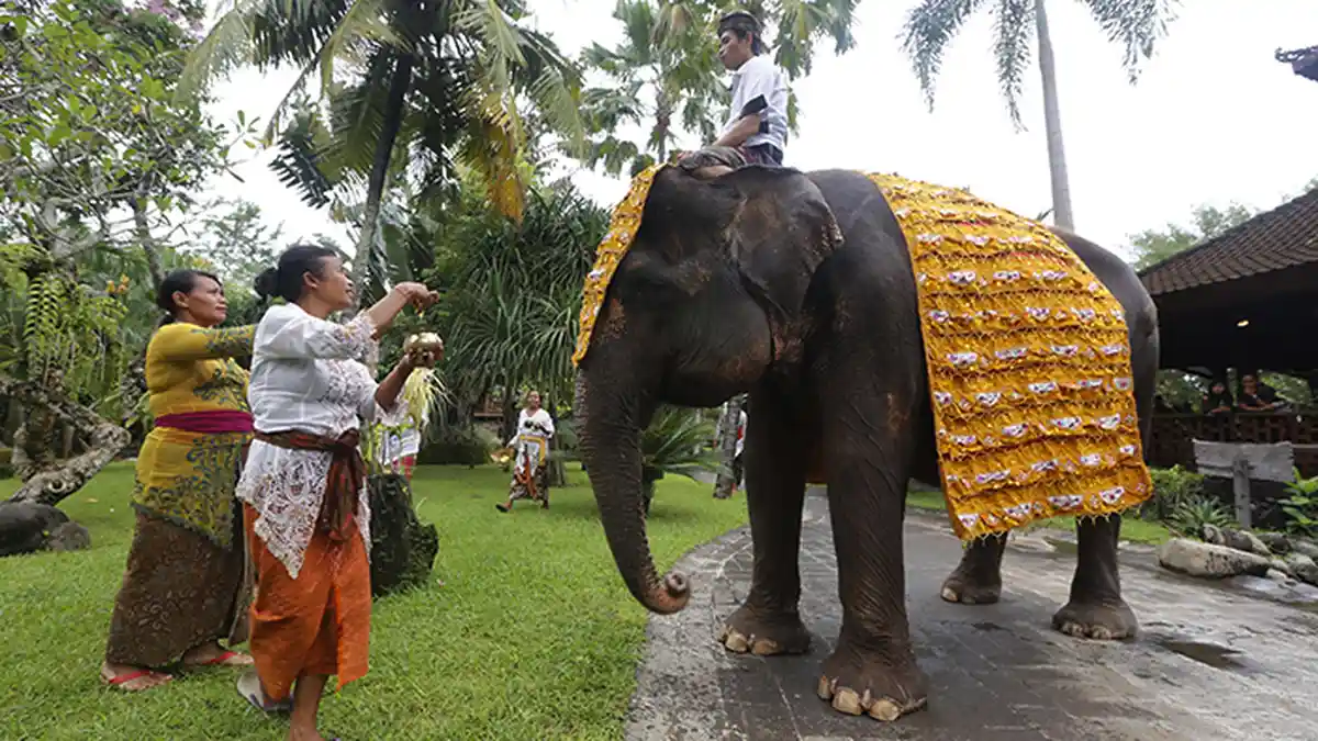 Liburan ke Bali Zoo Makin Asyik, Kini Bisa Gowes di Kebun Binatang