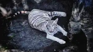 Lokasi-Siantar-Zoo.jpg