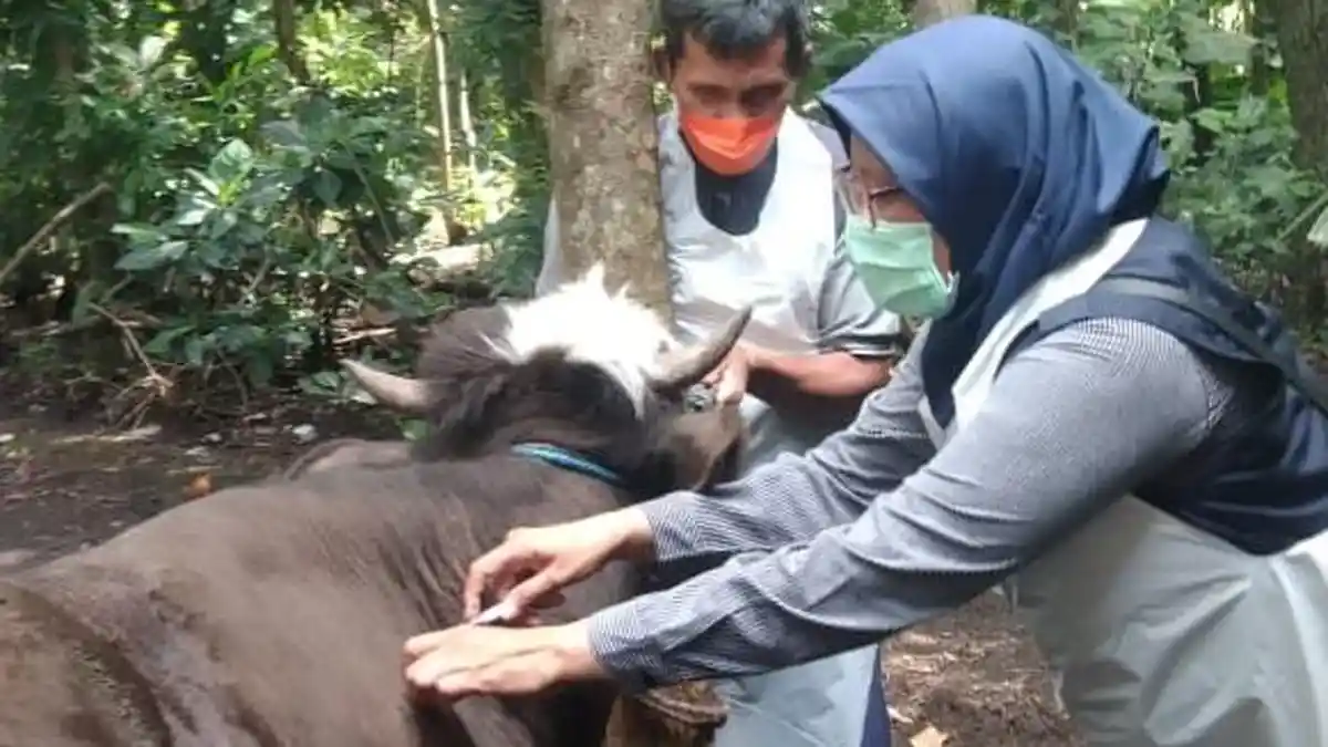 PMK Kembali Mewabah di Kabupaten Kediri, 251 Sapi Terjangkit, 24 Ekor Mati