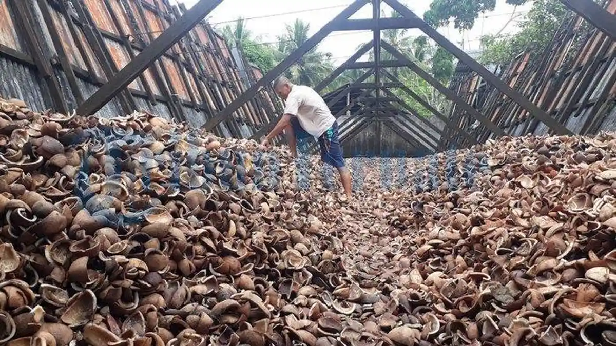 Perlahan Harga Kopra Maluku Utara Mulai Naik, Terbaru Rp 5.700 Perkilogram