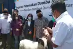 Jadi Unggulan di Garut, Domba Garut Dikembangkan jadi Domba Pedaging