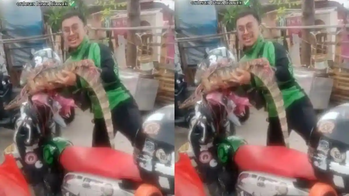 Viral Driver Ojol Ini Dapat Pesanan Antar Hewan Reptil di Jakarta, Pangku Reptil 1 Jam di Perjalanan