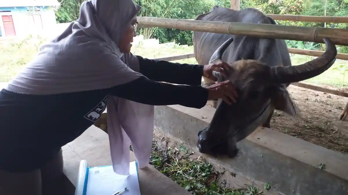 84 Ekor Hewan Ternak di Kabupaten Serang Dinyatakan Positif PMK, Ini Peta Sebarannya