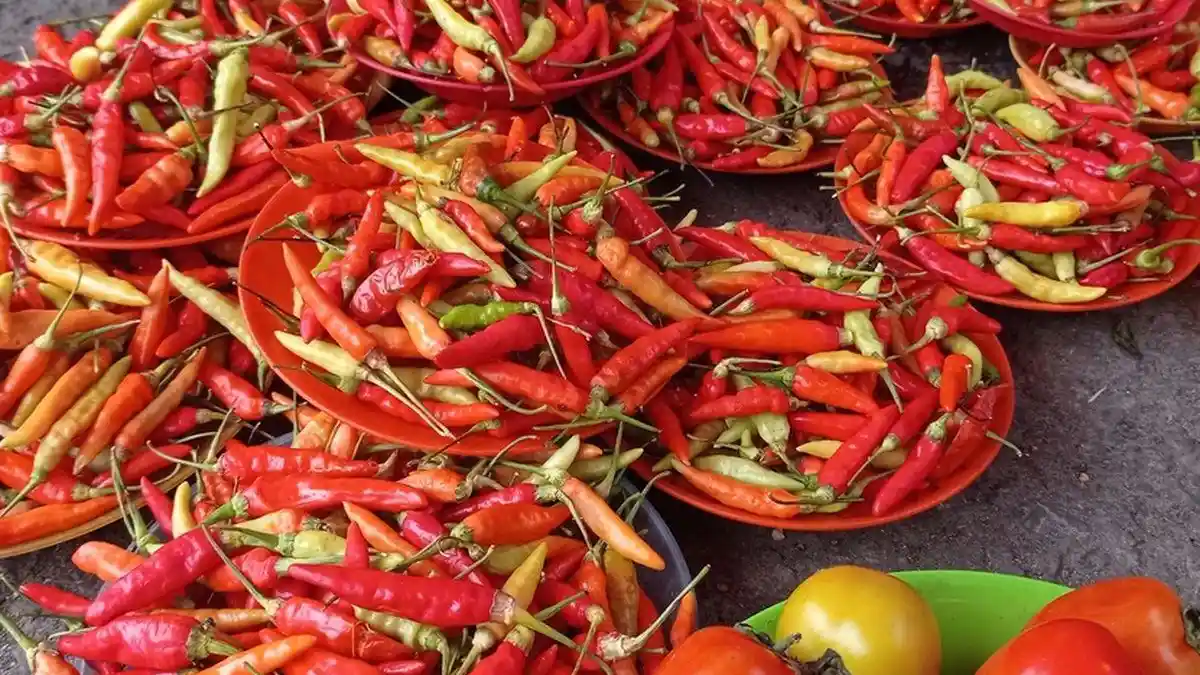 Harga Cabai Jawa Timur Sabtu 5 September 2026, Rawit Merah Tembus Rp70 Ribu per Kg di Ngawi