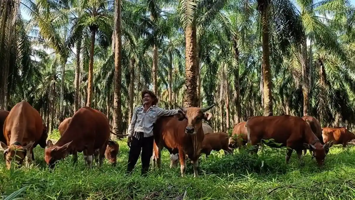 Dua Koperasi di Paser jadi Lokasi Pengembangan Peternakan Sapi, Masing-masing Dapat 100 Ekor