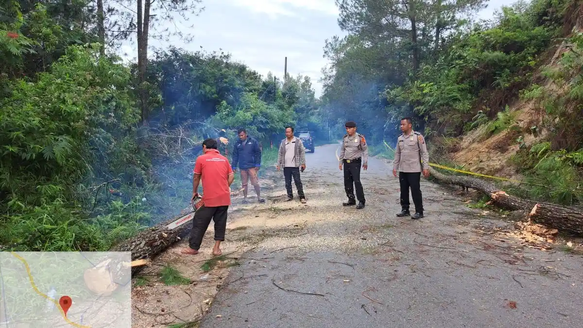 Polres Dairi Evakuasi Pohon Tumbang yang Tutup Jalan Lintas Sidikalang-Dolok Sanggul