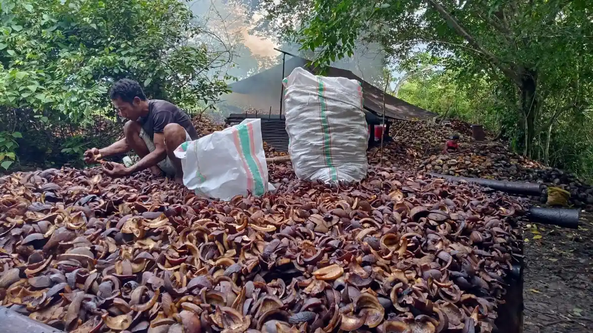 Harga Kopra Maluku Utara, Senin 20 September 2022: Masih di Harga Rp 5.700 per Kilogram