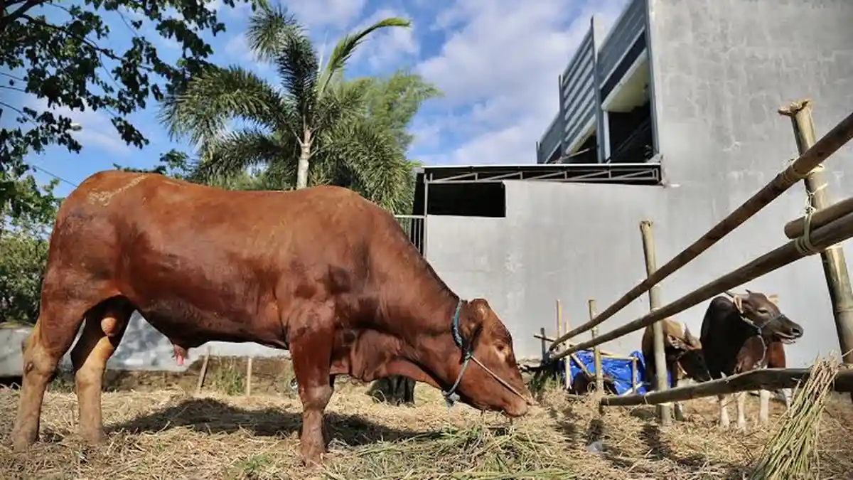 Foto-Foto Pemeriksaan Kesehatan Hewan Kurban dan Sapi 'Raksasa' di ...