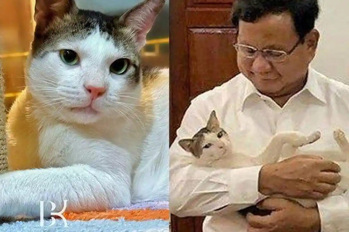 4 Fakta Bobby Kertanegara: Berawal dari Kucing Kampung Kini Jadi Penguasa Istana Merdeka