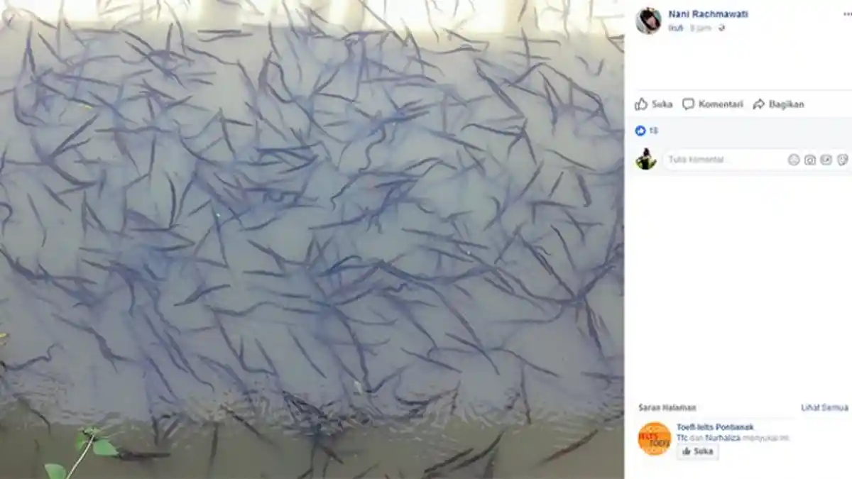 Geger Penampakan Hewan Aneh di Sungai Raya, Pertanda Bakal ada Bencana?