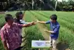 Sosialisasi Teknik Budidaya Bawang di Riau