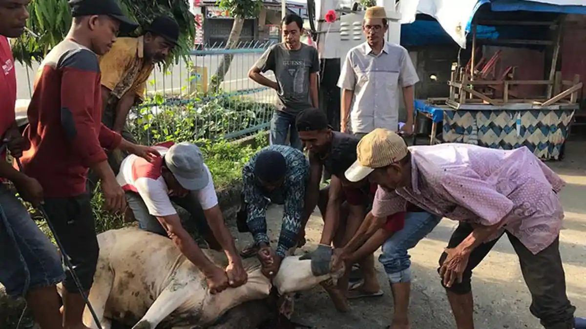 Kakankemenag Pidie Sebut 121 Madrasah telah Sembelih 104 Hewan Kurban, Ini Tujuannya