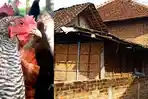 buntut-dari-kotoran-ayam-rumah-di-ponorogo-ditembok-bata-oleh-tetangga-akses-harus-lompat-kursi.jpg