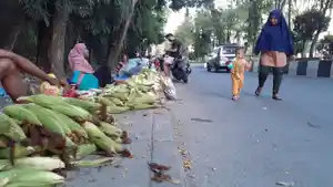 penjual-jagung-musiman-berderet-di-tepi-jalan-pahlawan-kota-samarinda.jpg