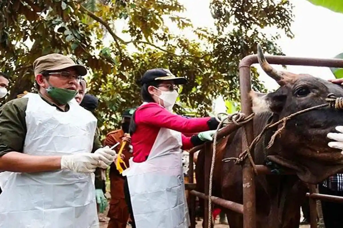 100 Ternak di Singkawang Timur Divaksinasi PMK, Ini Pesan Wali Kota Tjhai Chui Mie