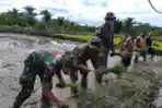 Satgas Pamtas Yonif 126/KC Bantu Warga Tanam Padi di Perbatasan
