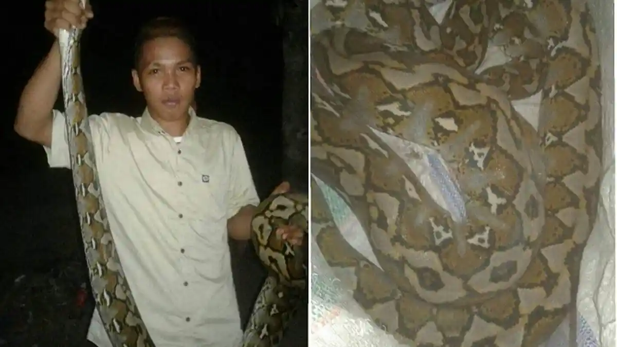 Ular Piton Masuk di Perkampungan Warga Parappe Polman