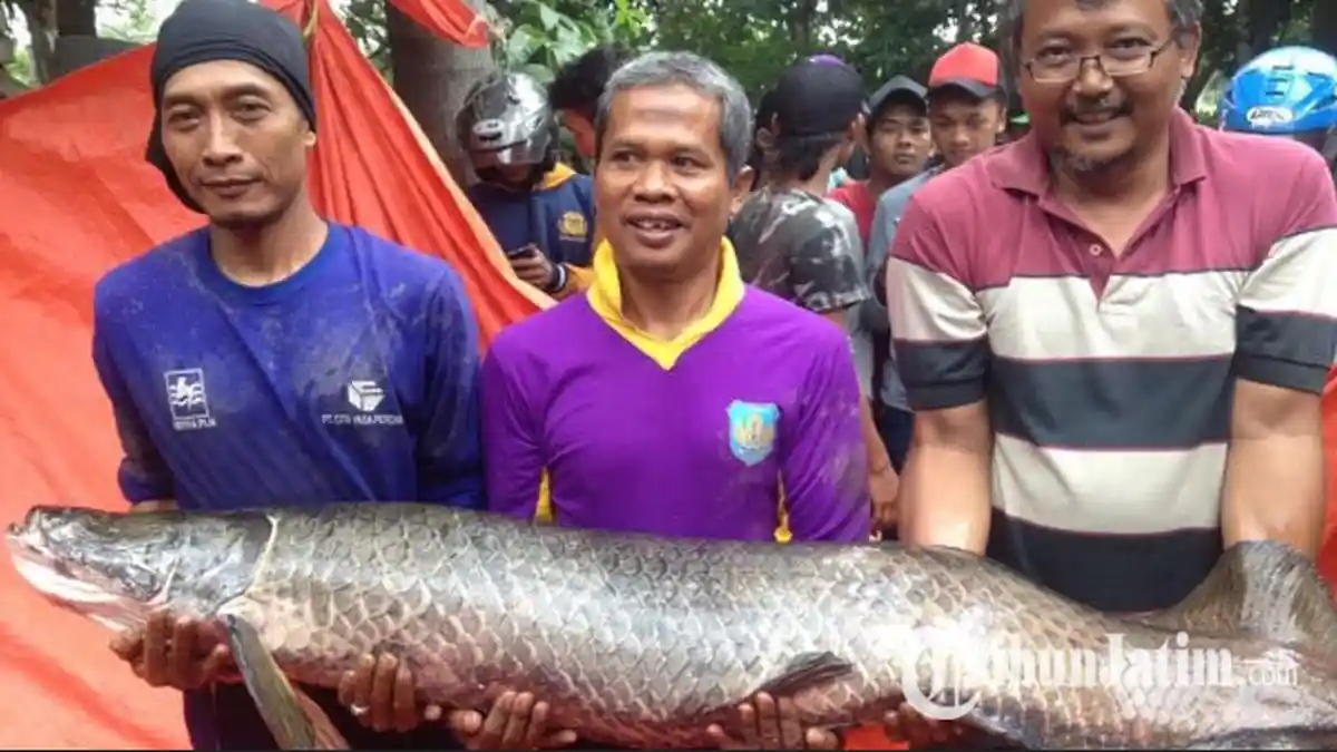 Habitat Aslinya di Amerika, Ikan Arapaima Gigas Raksasa Ditemukan di Sidoarjo, Warga Heboh