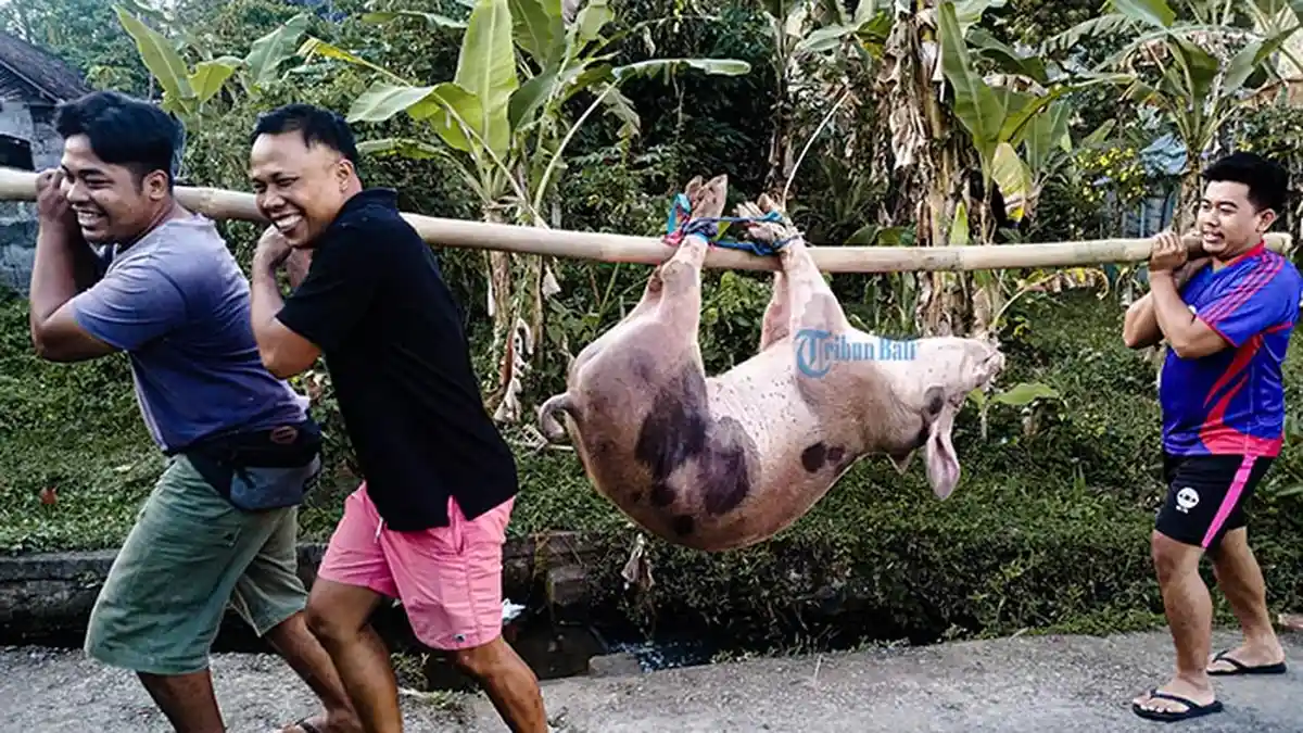 Harga Daging Babi Mahal, Beberapa Warga di Klungkung Pilih Tidak Ikut Mepatung