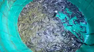 warga-Desa-Telaga-Bhakti-memanen-ikan-lele-hasil-budidaya-sistem-bioflok.jpg