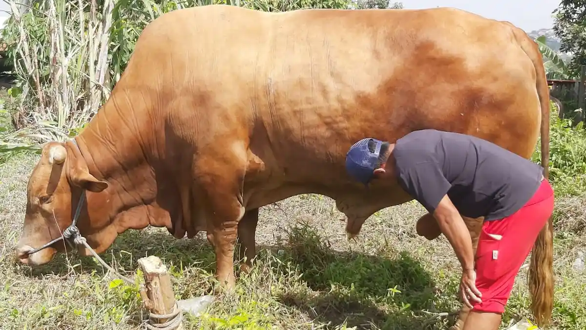 1 Sapi untuk 7 Orang atau 1 Kambing 1 Orang Mana yang Lebih Baik? Ini Penjelasan Buya Yahya