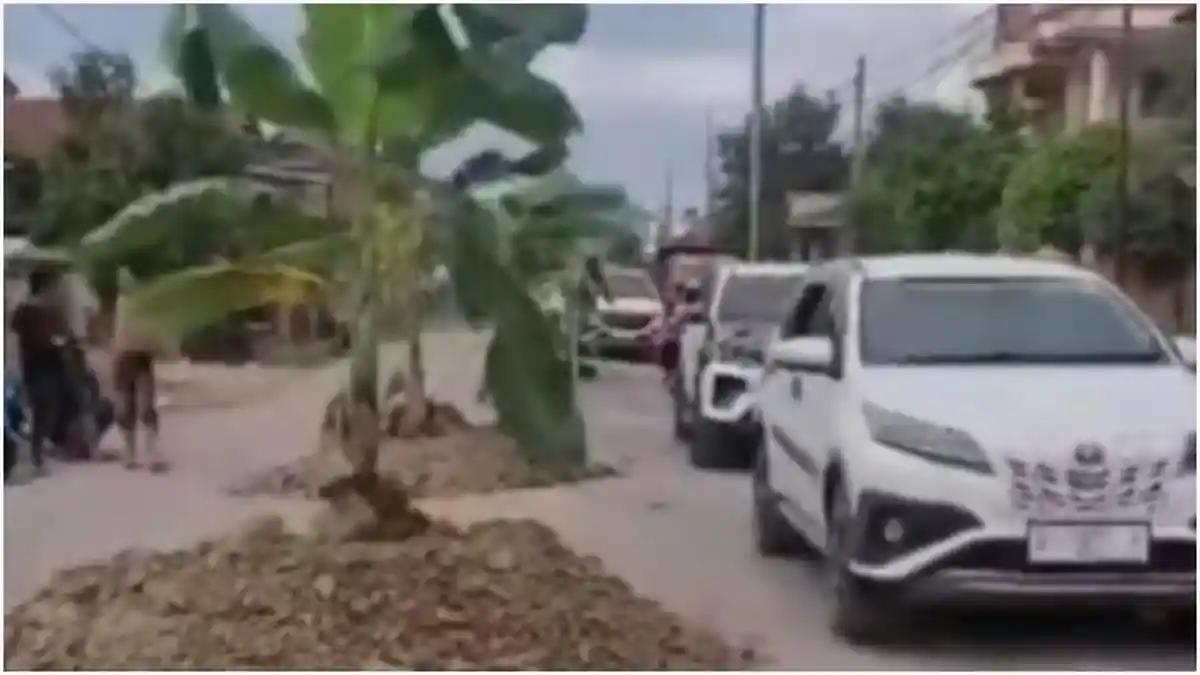 Respons Pemprov Sulsel soal Viral Warga Tanam Pisang di Jalan Poros Sidrap-Soppeng: Segera Diaspal