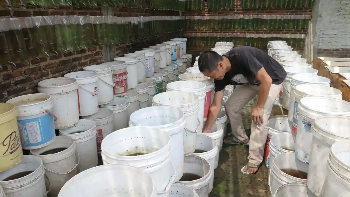 Budidaya Ikan Cupang Beromzet Puluhan Juta, Warga Way Dadi Pasarkan Ikan hingga Belanda