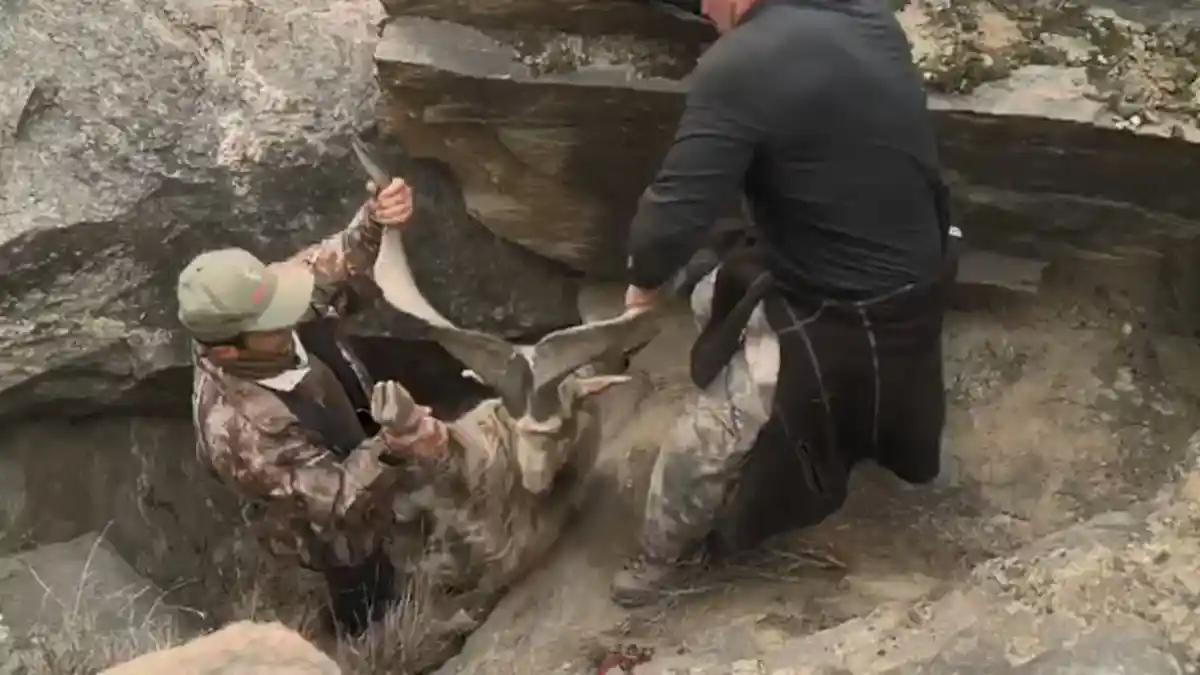 Buru Kambing Gunung Langka, Pria Ini Didenda Rp 1,5 Miliar, Ini Video dan Fotonya