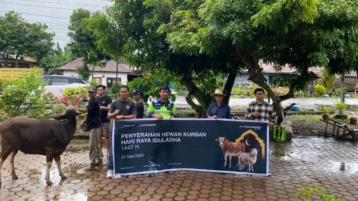 Berdayakan Peternak Lokal, PT Masmindo Dwi Area Salurkan 34 Ekor Sapi Kurban