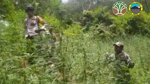 jatim/ada-ladang-ganja-di-lereng-Gunung-Semeru.jpg