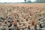 Kemarau di Bojonegoro Diprediksi Datang Lebih Awal, Ada 21 Kecamatan Terdampak Kekeringan