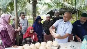 Kelapa-kopyor-UMP-kebun.jpg