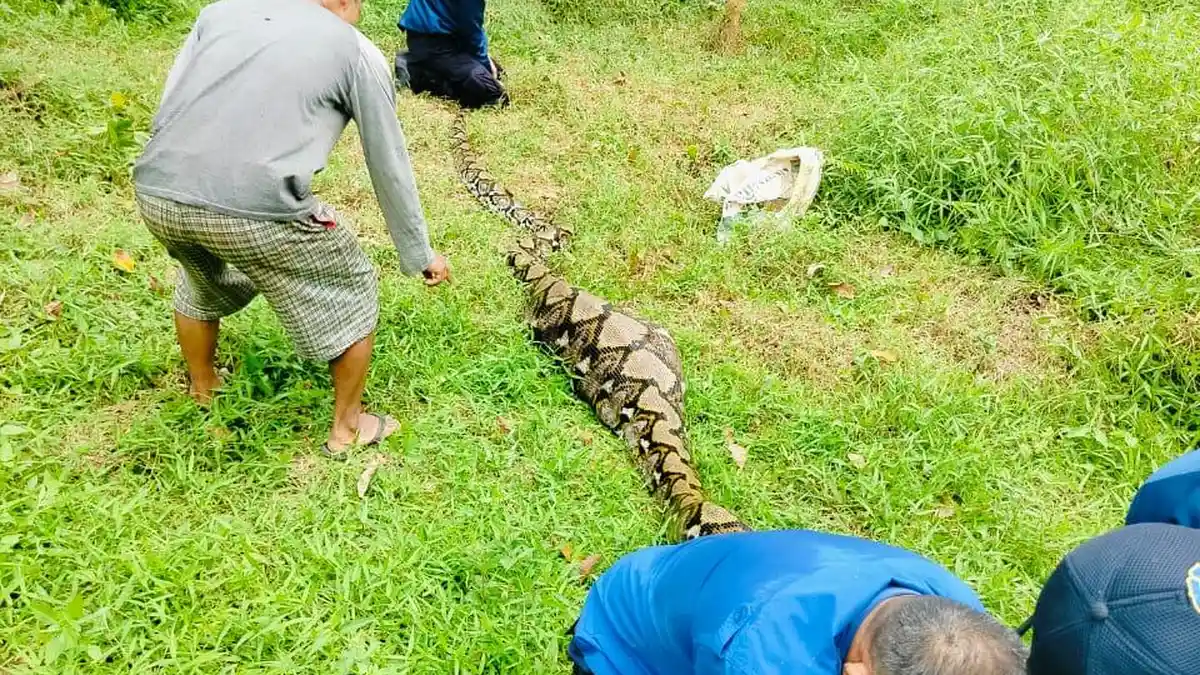 Geger! Ular Piton Raksasa Telan Kambing Warga Pondok Meja Muaro Jambi