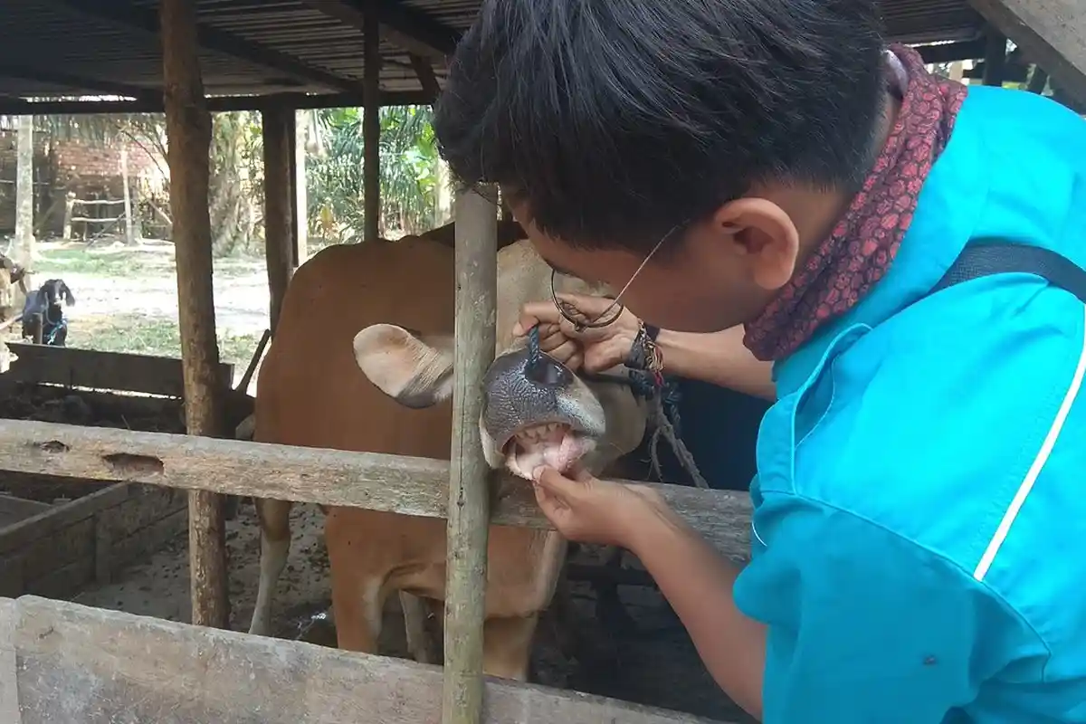 5 Tips Mudah Mengetahui Kesehatan Sapi Layak Dikurbankan